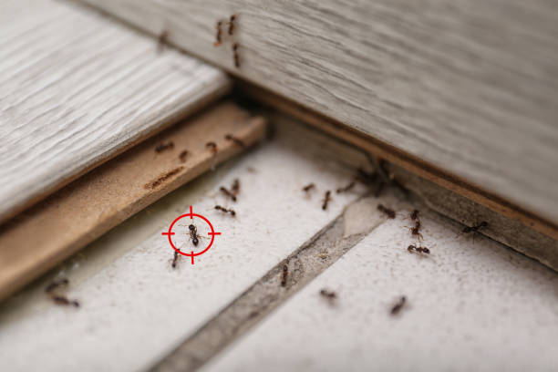 Best Pest Removal Services  in Squaw Valley, CA