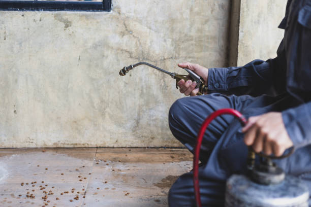 Best Affordable Pest Control Services  in Squaw Valley, CA